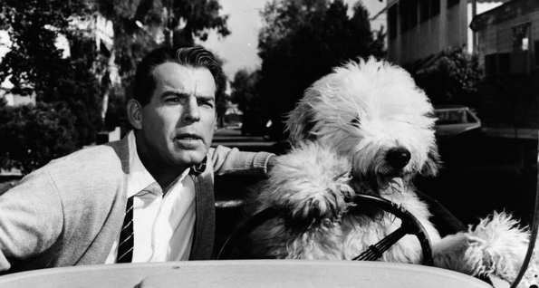 Shaggy-Dog.jpg
