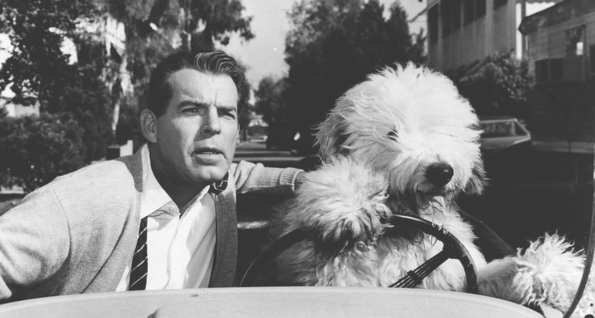 Shaggy-Dog.jpg
