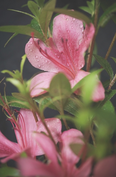 0514a.jpg_effected.jpg